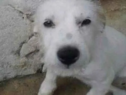 Cachorro ra a bace com viralata idade  nome branquinha