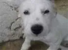 Cachorro raça bace com viralata idade  nome branquinha