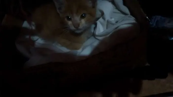 Gato ra a não sei idade Abaixo de 2 meses nome não tem nome ainda 