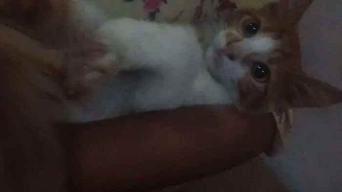 Gato raça  idade Abaixo de 2 meses nome Sem nome