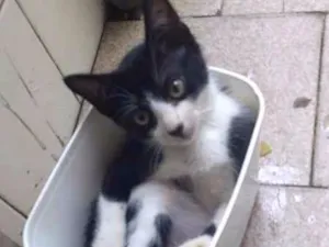 Gato raça SRD idade 2 a 6 meses nome Sem Nome