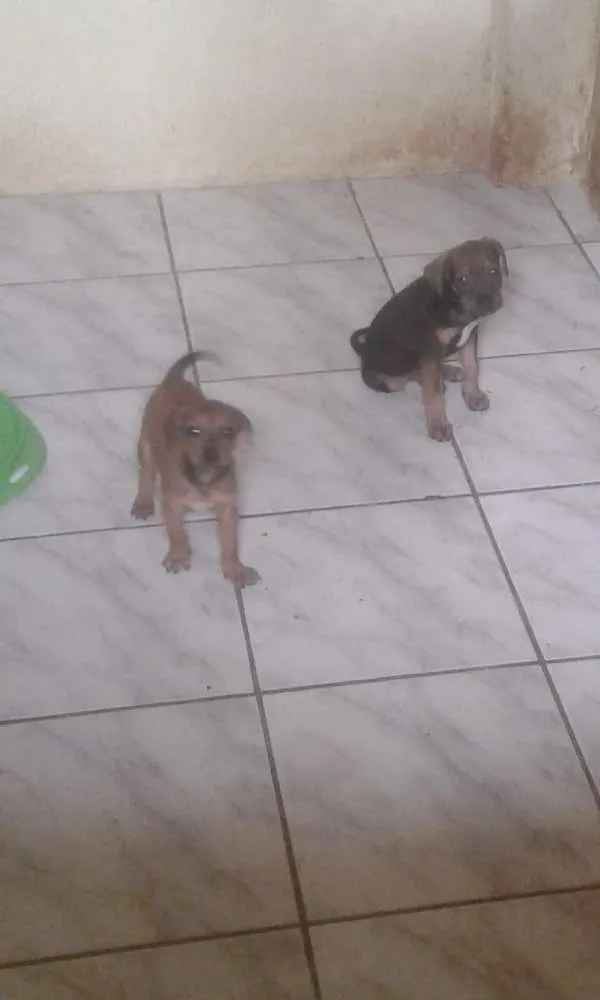 Cachorro ra a Piquines idade Abaixo de 2 meses nome Sem nome