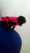 Pantera