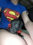 Pantera