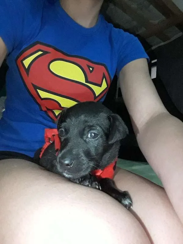Cachorro ra a Não Definida idade 2 a 6 meses nome Pantera