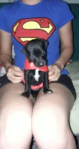 Pantera