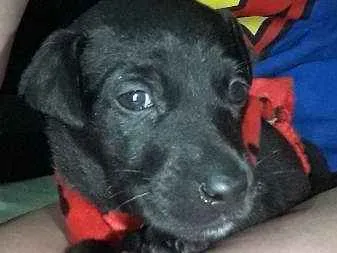 Cachorro ra a Não Definida idade 2 a 6 meses nome Pantera