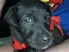 Cachorro raça Não Definida idade 2 a 6 meses nome Pantera