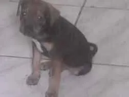 Cachorro raça Piquines idade Abaixo de 2 meses nome Sem nome