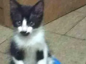 Gato raça SRD idade 2 a 6 meses nome Barbinha