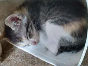 Gato raça  idade Abaixo de 2 meses nome Sem nome