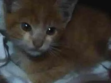 Gato ra a não sei idade Abaixo de 2 meses nome não tem nome ainda 