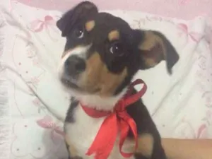 Cachorro raça Diego idade 2 a 6 meses nome Diego