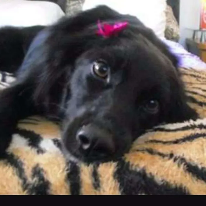 Cachorro ra a Letícia idade 7 a 11 meses nome Letícia
