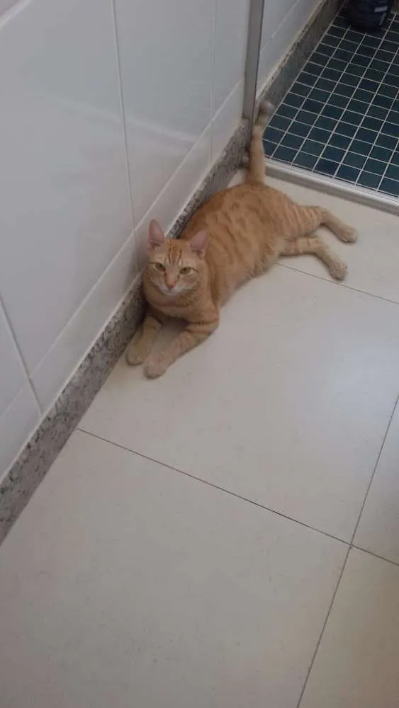 Gato ra a  idade 3 anos nome Mimio