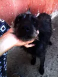 Chico, Duquesa e Sco