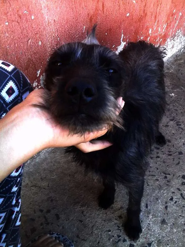 Cachorro raça SRD idade 1 ano nome Chico, Duquesa e Sco
