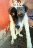 Chico, Duquesa e Sco