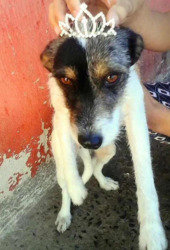 Cachorro raça SRD idade 1 ano nome Chico, Duquesa e Sco