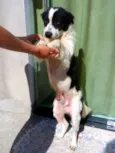 Chico, Duquesa e Sco