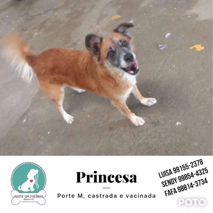 Cachorro raça SDR idade 6 ou mais anos nome Princesa