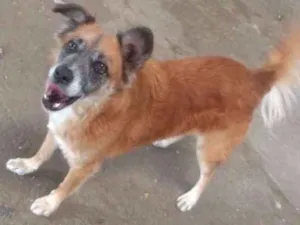 Cachorro raça SDR idade 6 ou mais anos nome Princesa