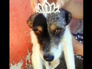 Cachorro raça SRD idade 1 ano nome Chico, Duquesa e Sco