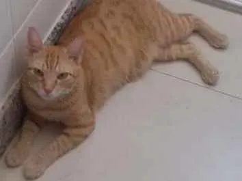 Gato ra a  idade 3 anos nome Mimio