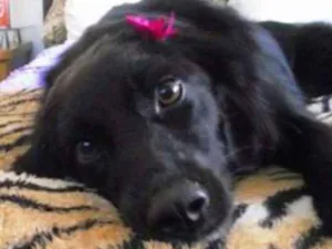 Cachorro raça Letícia idade 7 a 11 meses nome Letícia