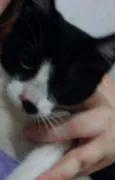 Pretinha