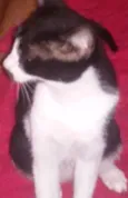 Pretinha