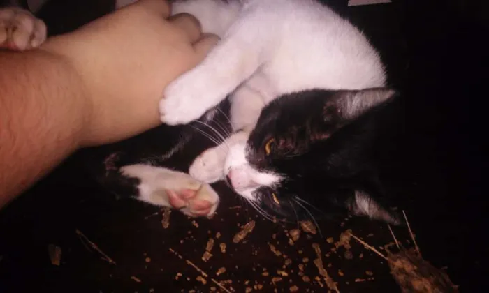 Gato raça  idade 1 ano nome Pretinha