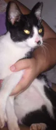 Pretinha