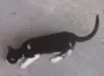 Pretinha