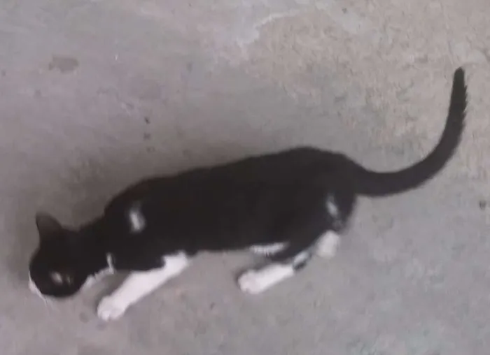 Gato raça  idade 1 ano nome Pretinha