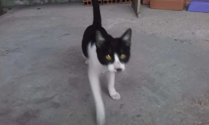 Gato raça  idade 1 ano nome Pretinha