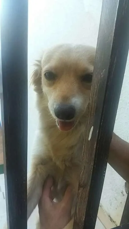 Cachorro ra a Vira lata idade 1 ano nome Mel
