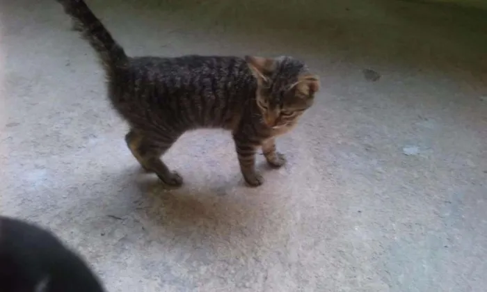 Gato raça  idade 2 a 6 meses nome Rajadinha