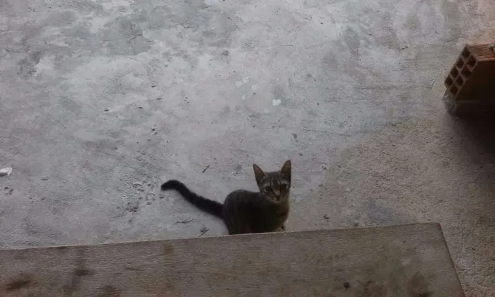 Gato raça  idade 2 a 6 meses nome Rajadinha