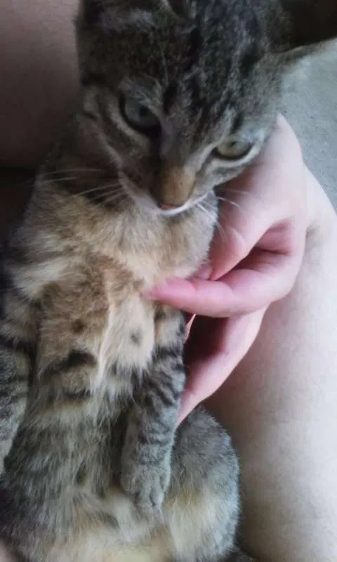 Gato raça  idade 2 a 6 meses nome Rajadinha