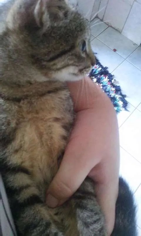 Gato raça  idade 2 a 6 meses nome Rajadinha
