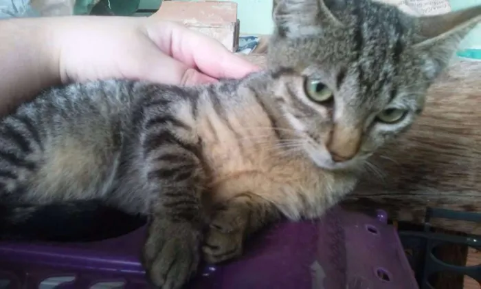 Gato raça  idade 2 a 6 meses nome Rajadinha