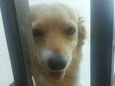 Cachorro ra a Vira lata idade 1 ano nome Mel