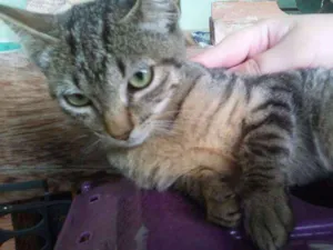 Gato raça  idade 2 a 6 meses nome Rajadinha
