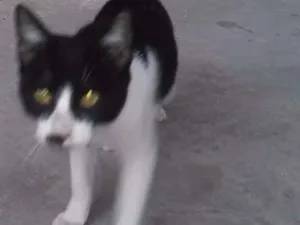 Gato raça  idade 1 ano nome Pretinha