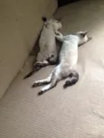 Timão e Pumba