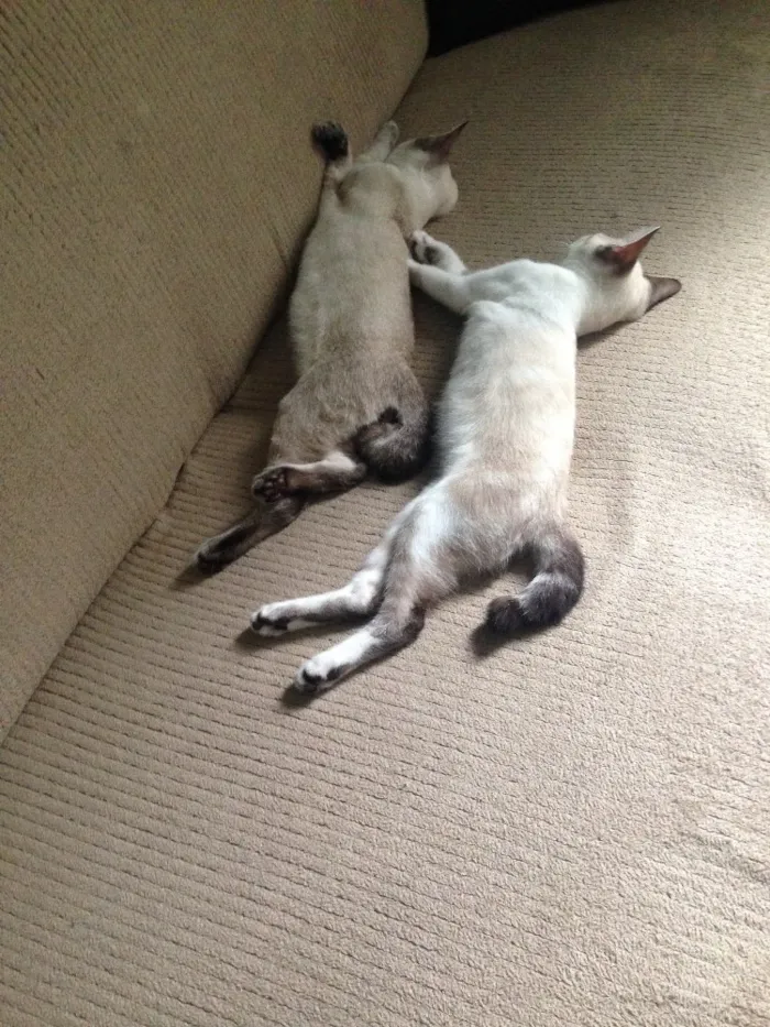 Gato raça Ragdoll idade 7 a 11 meses nome Timão e Pumba