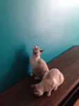 Timão e Pumba