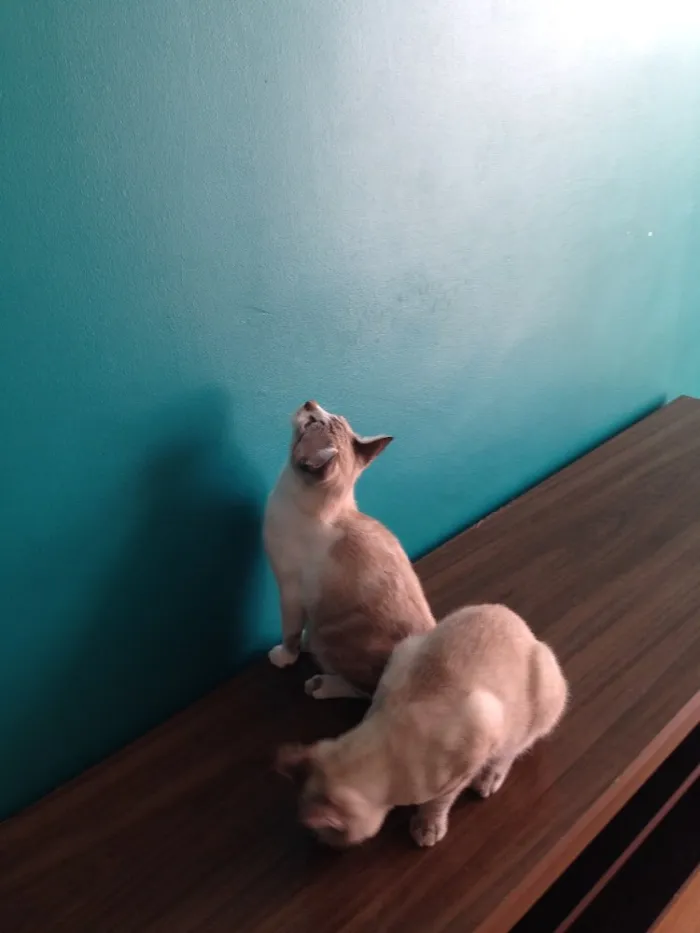 Gato raça Ragdoll idade 7 a 11 meses nome Timão e Pumba