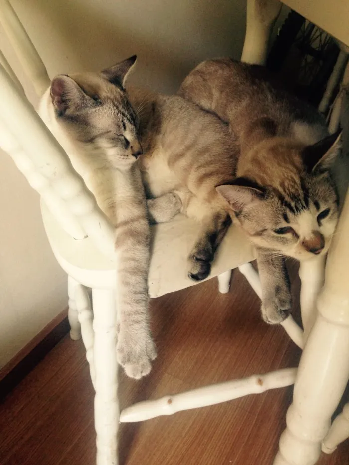 Gato raça Ragdoll idade 7 a 11 meses nome Timão e Pumba